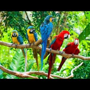 Meet your Posher, Ronald